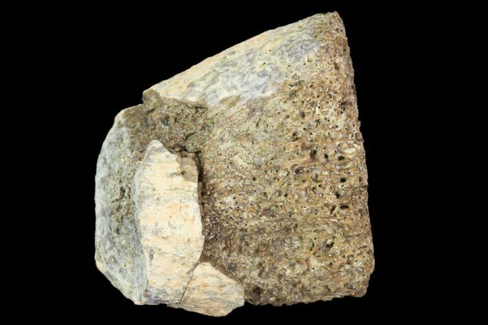 Partial Fossil Phytosaur Toe Bone - Arizona #102473